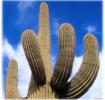 cactus: symbole de rsistance